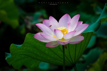 _MG_5135.jpg