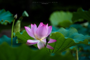 _MG_5245.jpg
