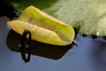 _MG_5260.jpg