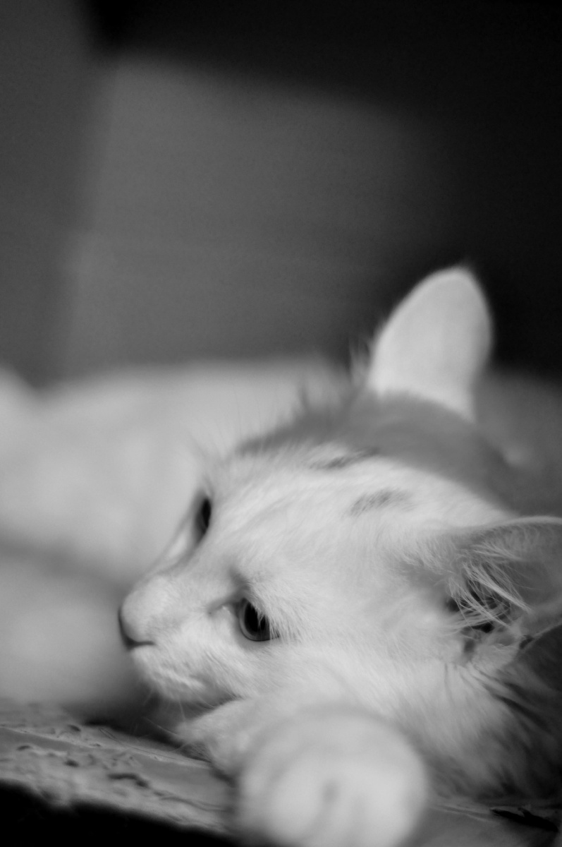 猫的忧伤2