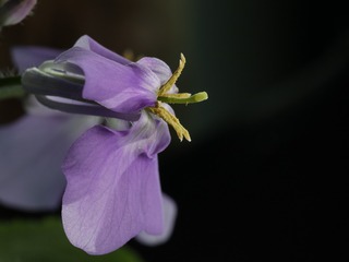 IMG_2796_