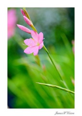 微距之花朵