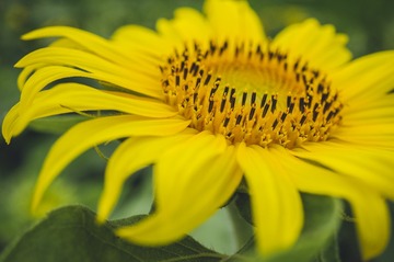 _DSC7950A