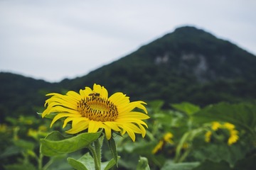 _DSC7945A