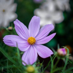 DSC02526.jpg