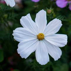 DSC02527.jpg