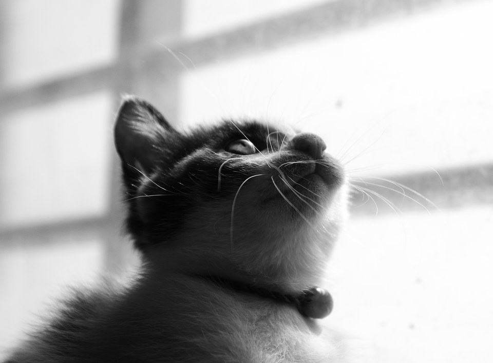 家里的小喵星人