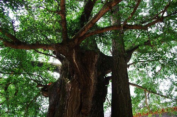 IMGP0372.jpg