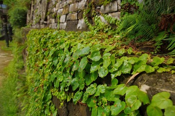 IMGP1018.JPG