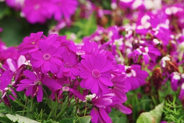 IMGP2715.jpg