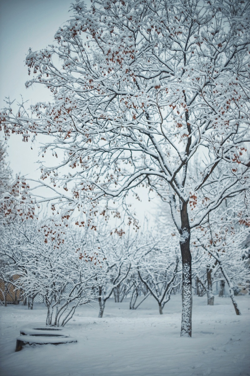 雪后清晨