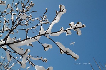 IMG_1046.jpg