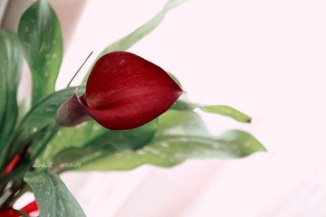 IMG_0761.jpg