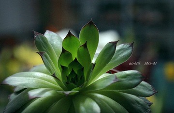 IMG_0529.jpg