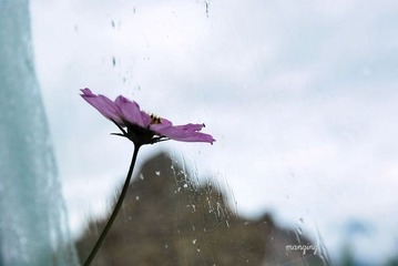 自由行走的花~