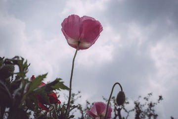 美丽的花儿