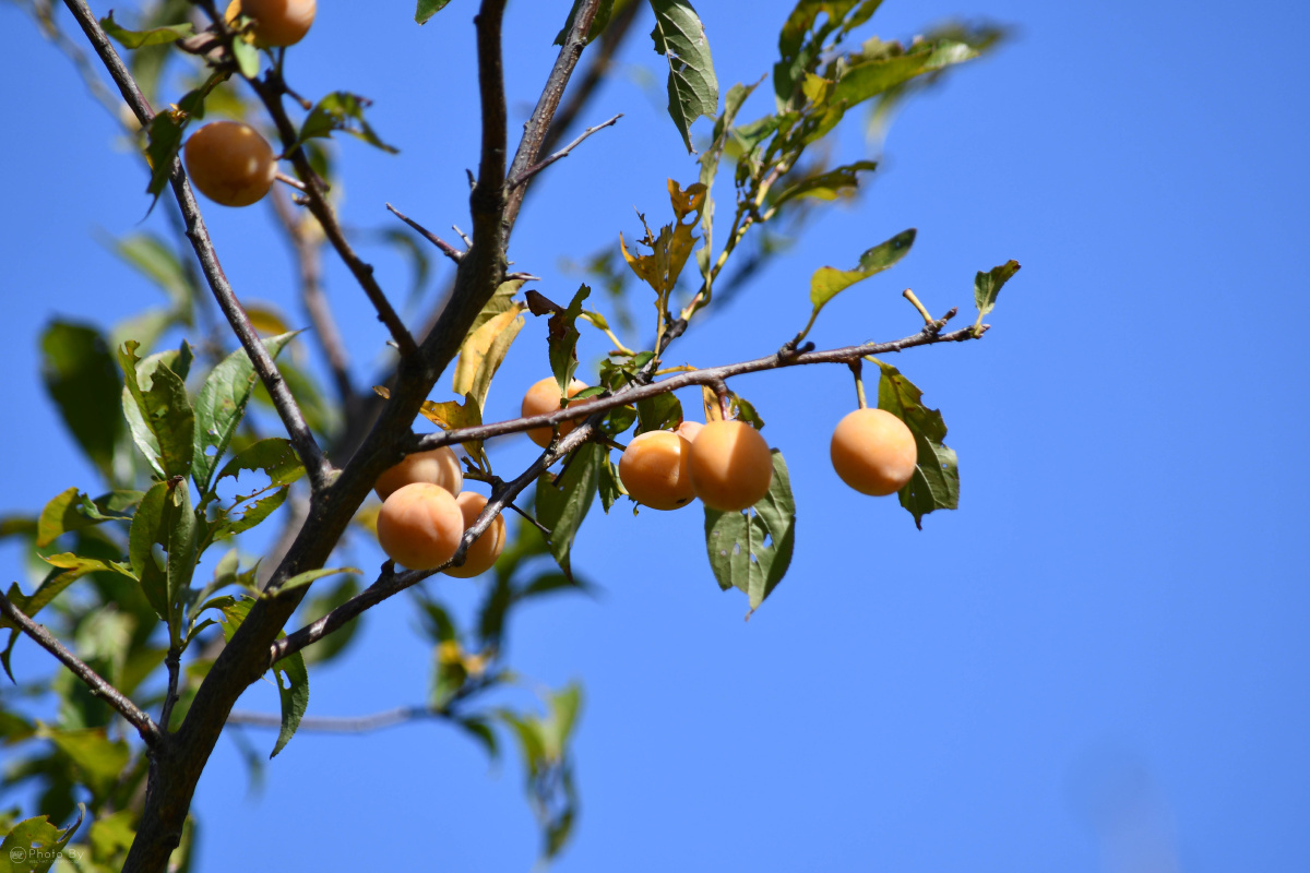 野李子,你吃过吗?
