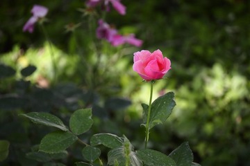 1B4BC3A1-BC14-4D5D-A5FD-951D1904D508/L0/001
