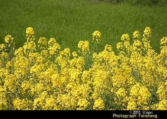 20110328-IMG_0019