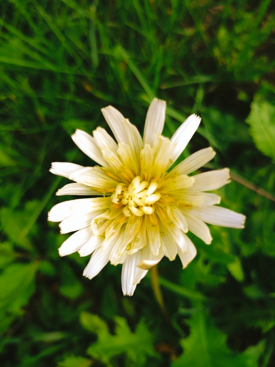 蒲公英开白色花 - 竹喧归浣女兰花 - 图虫