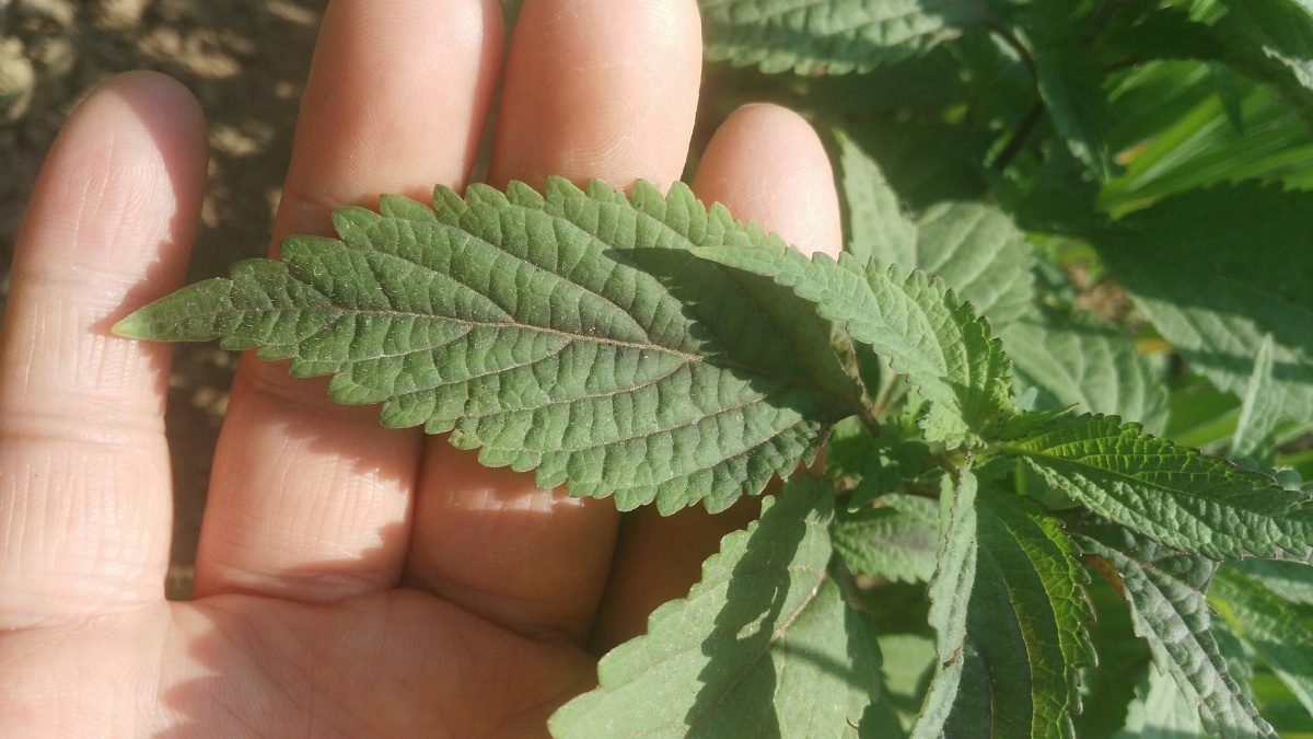 什么植物?薄荷?