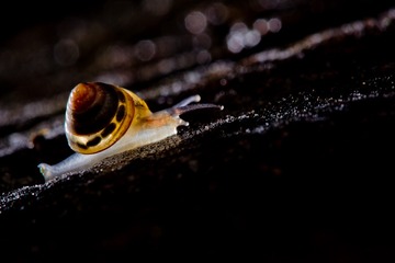 蜗牛