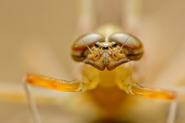 蜉蝣