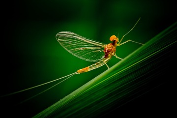 蜉蝣