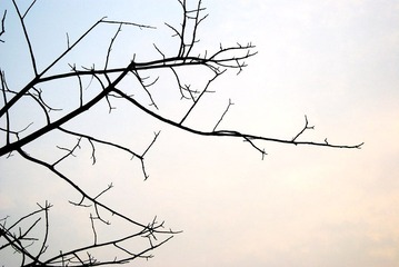 冬 枝桠 12月 