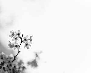 春