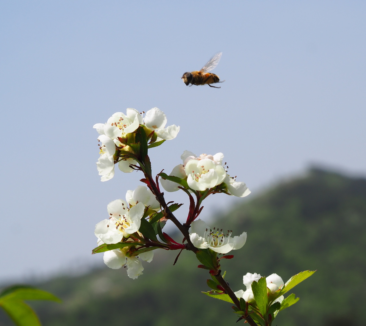 花叶草木皆有它们的寂寞欢喜和热闹