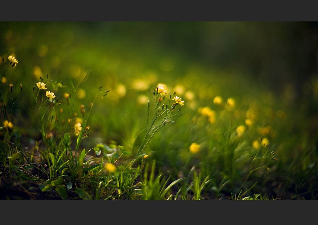 雏菊