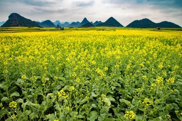 油菜花海