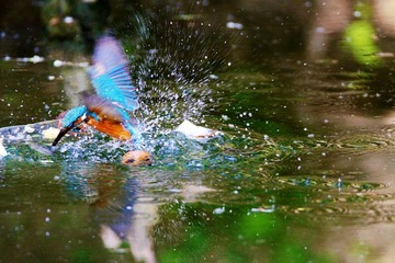 IMG_9790_
