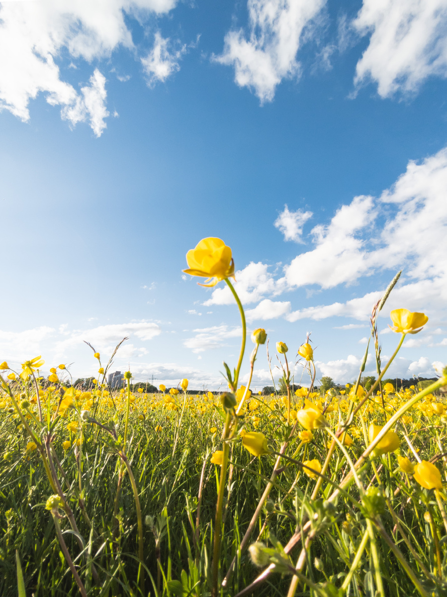 田野之中,天空之下,毛茛欣欣向荣,它们是向阳的花.