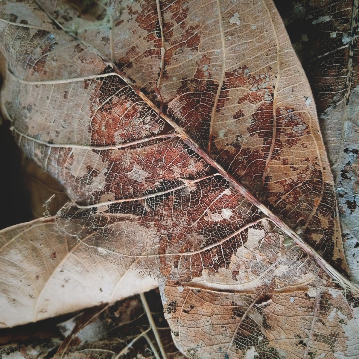 枯叶- 筱珥哚白白 - 图虫网 - 优质摄影师交流社区