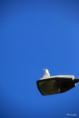 IMG_1388