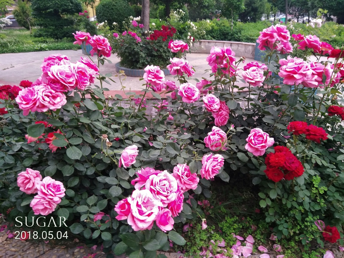 庭院玫瑰花 - 杜881 - 图虫