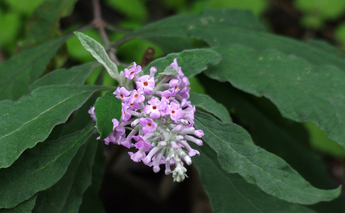 《密蒙花》 - 白雪摄影 - 图虫