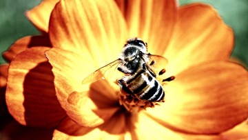02027_theamazingmacrolife_1920x1080