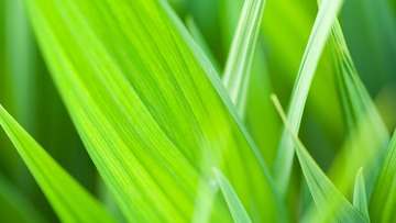 01264_leaf40_1920x1080