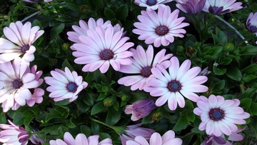 01293_purpleflowers_1920x1080