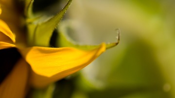 01449_sunflower_1920x1080