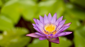01378_ceruleannymph_1920x1080
