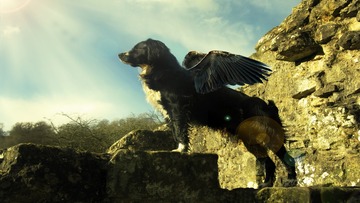 01611_withusflyingdog_1920x1080