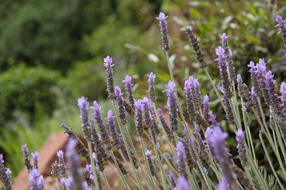 齿叶薰衣草 br /> 摄于昆明植物园