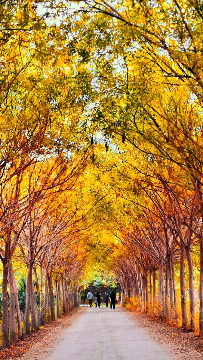 用mix滤镜大师把你的秋叶照片瞬间惊艳起来