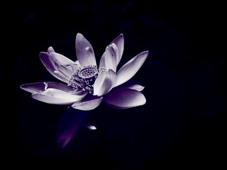 DSC09626_副本.jpg