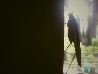 DSC08130_副本.jpg