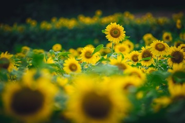 _DSC1800-编辑